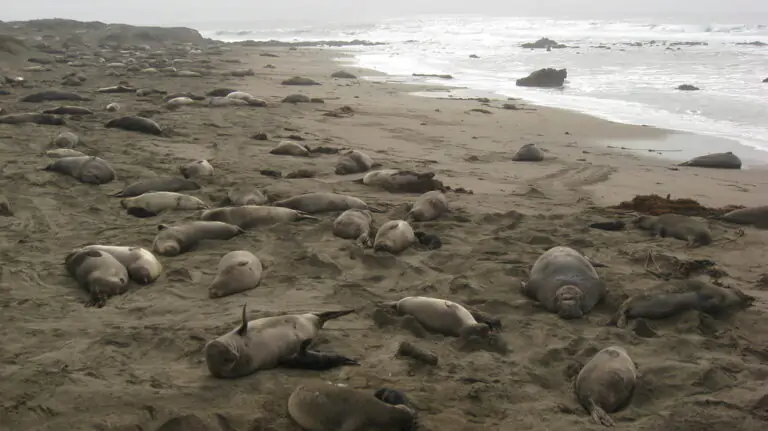 Elephant seals lie dead on a beach
