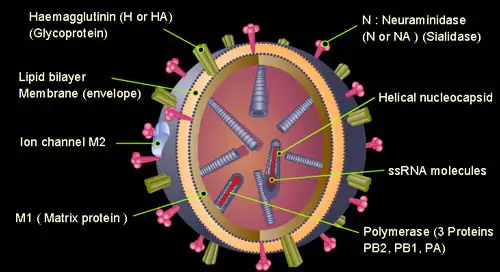 the H5N1 avian influenza virus